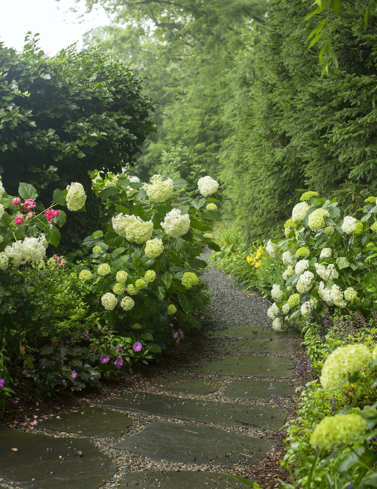 Garden path with hydrangeas and lush green foliage.