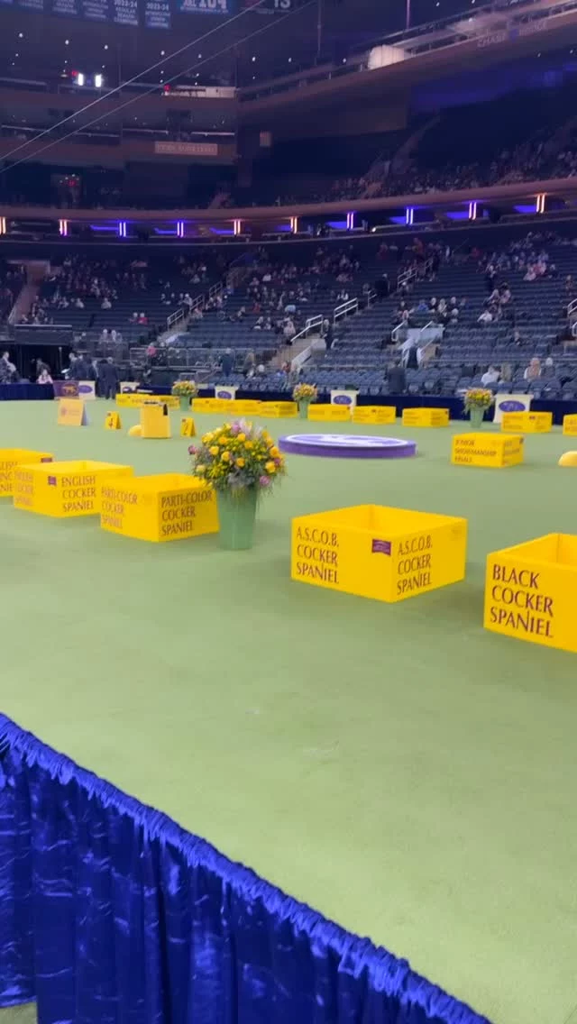 Last night at the Westminster Dog Show I was in my happy place!#westministerdogshow